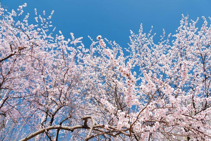 北京十里堡山桃花绽放吸引市民拍照打卡