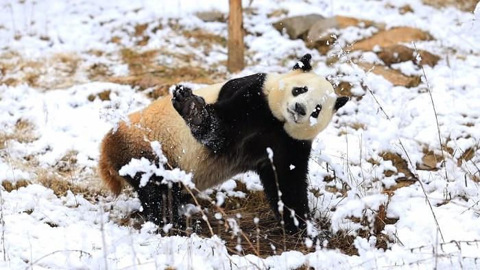 秦岭大熊猫春雪中“撒欢”