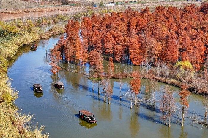 航拍南京池杉湖湿地